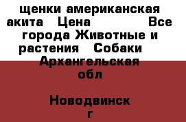 щенки американская акита › Цена ­ 30 000 - Все города Животные и растения » Собаки   . Архангельская обл.,Новодвинск г.